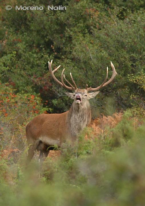 Strategie riproduttive del cervo (Cervus elaphus)